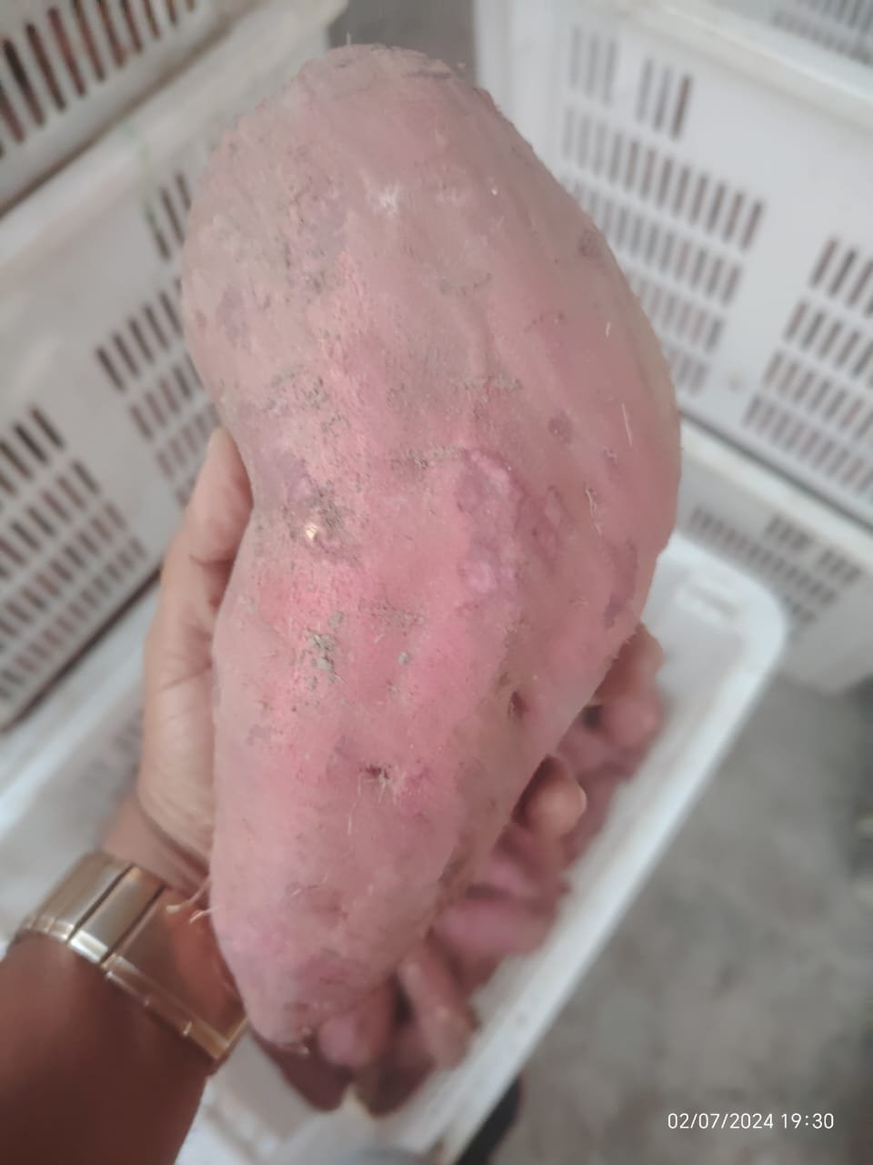 japanese-sweet-potato