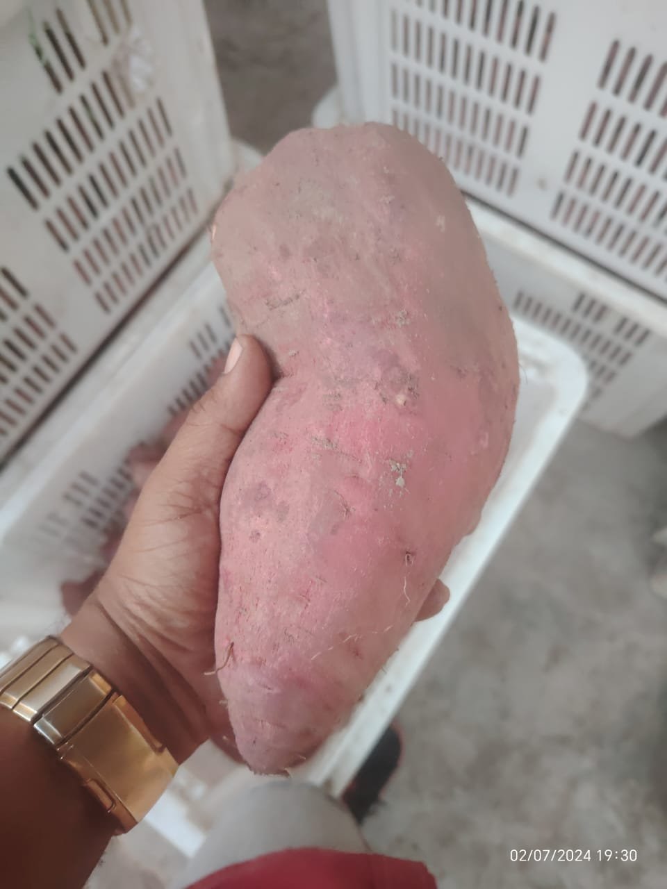 japanese-sweet-potato