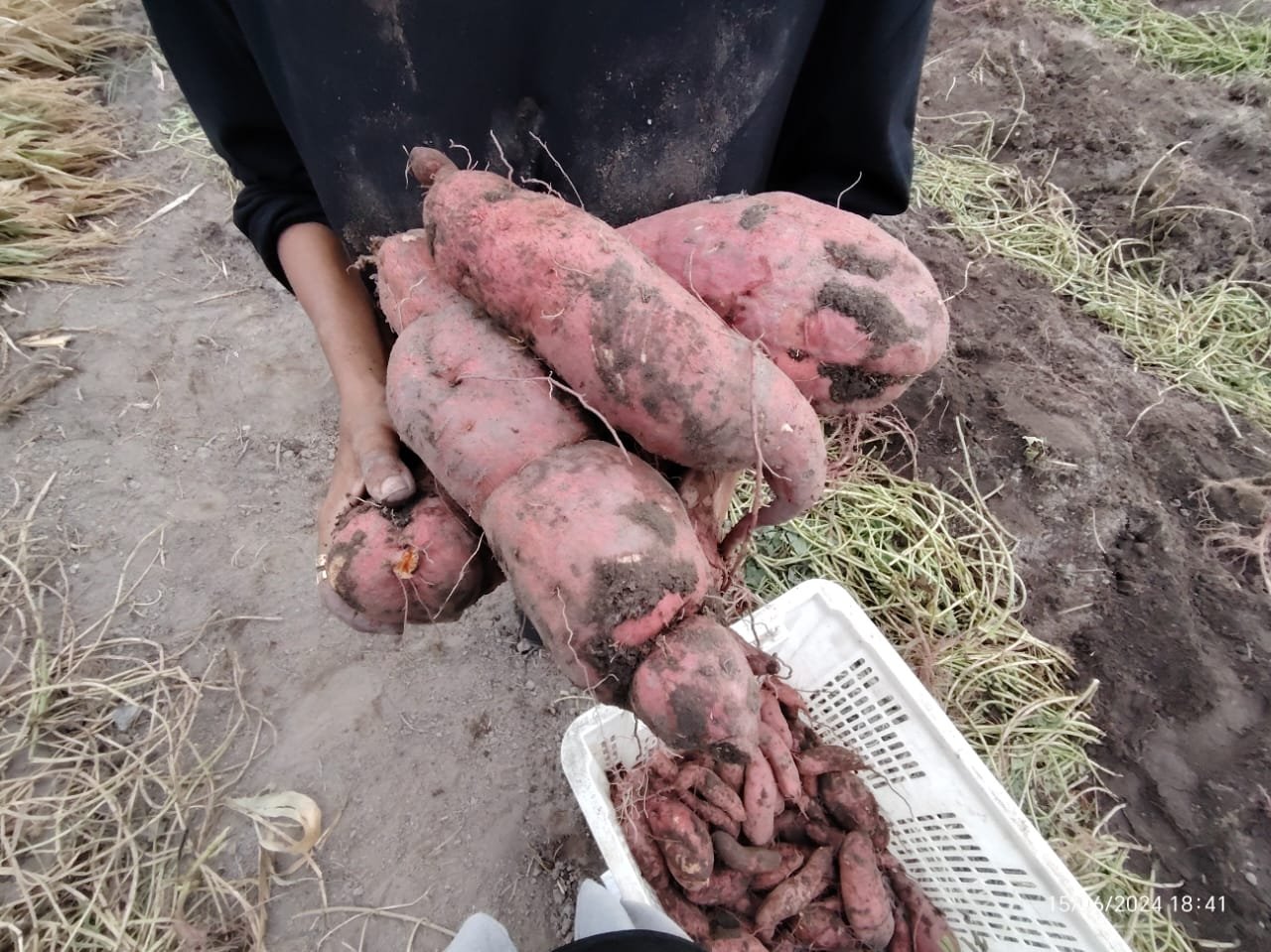 japanese-sweet-potato