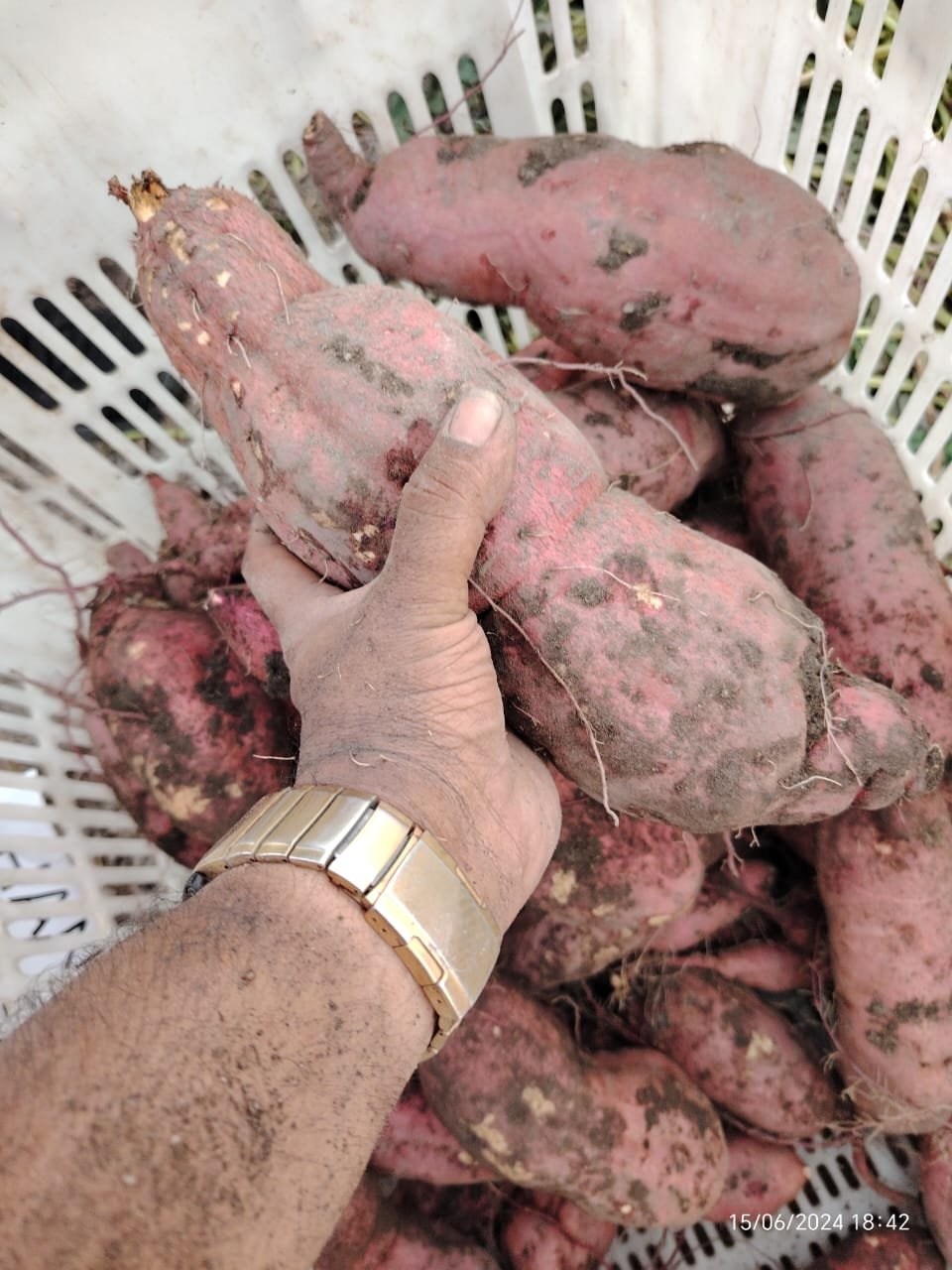 japanese-sweet-potato