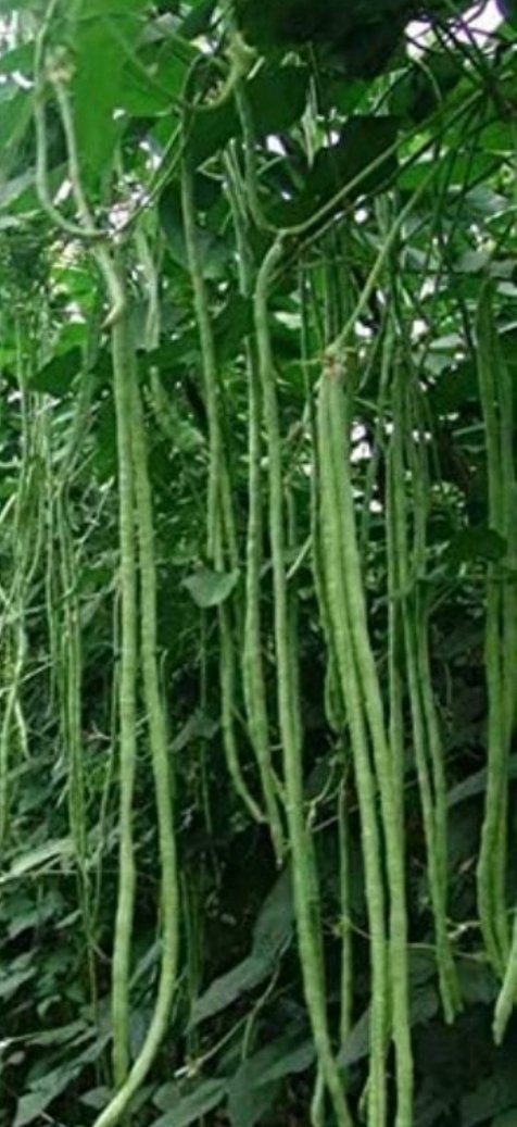 long beans